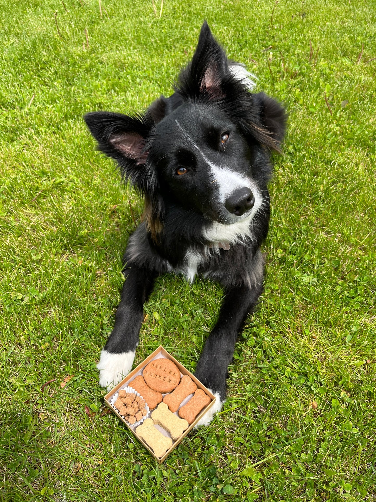 Barkcuterie Box of Dog Treats