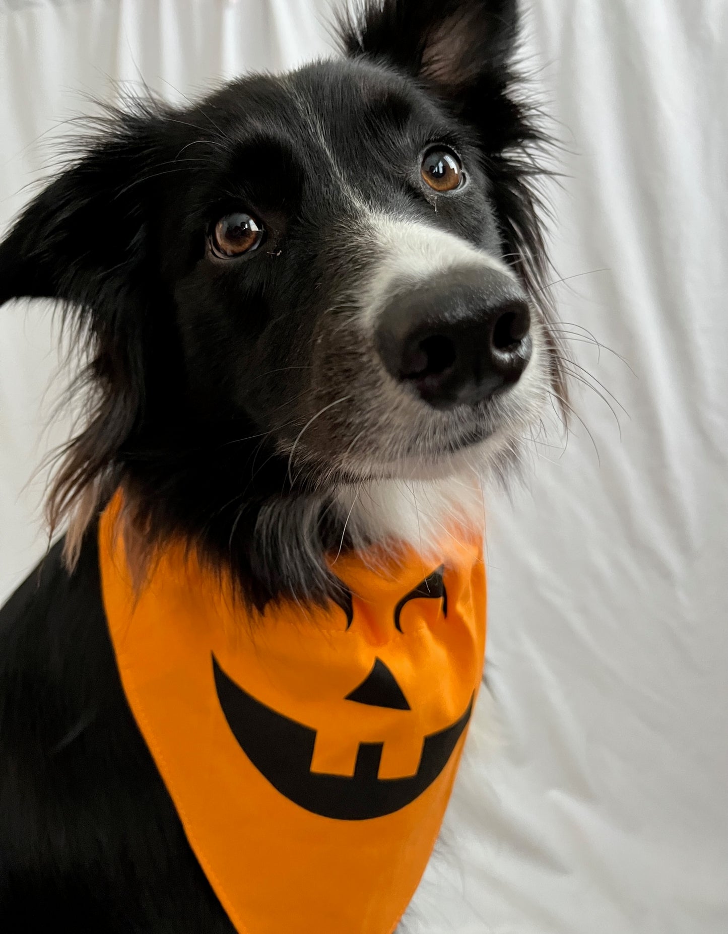 Pearhead Halloween Dog Bandanas