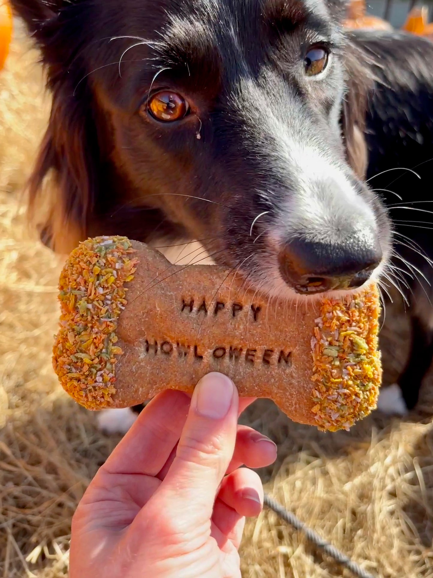 Halloween Celebration Baked Biscuits with Applesauce & Peanut Butter treat for Dogs