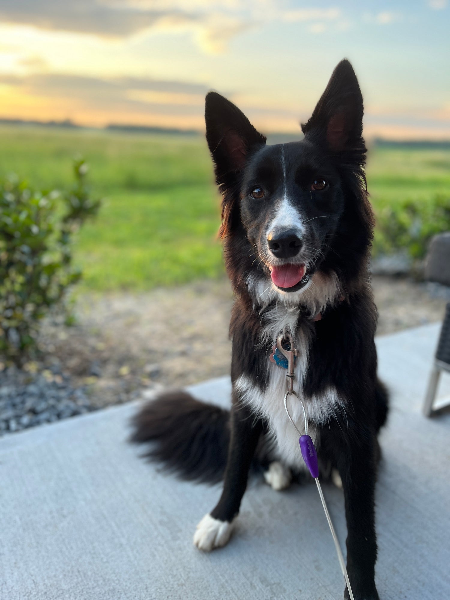 Belle posing for photograph