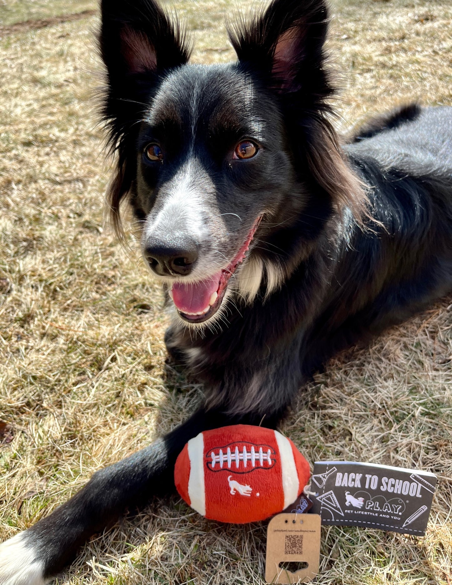 Dog with football