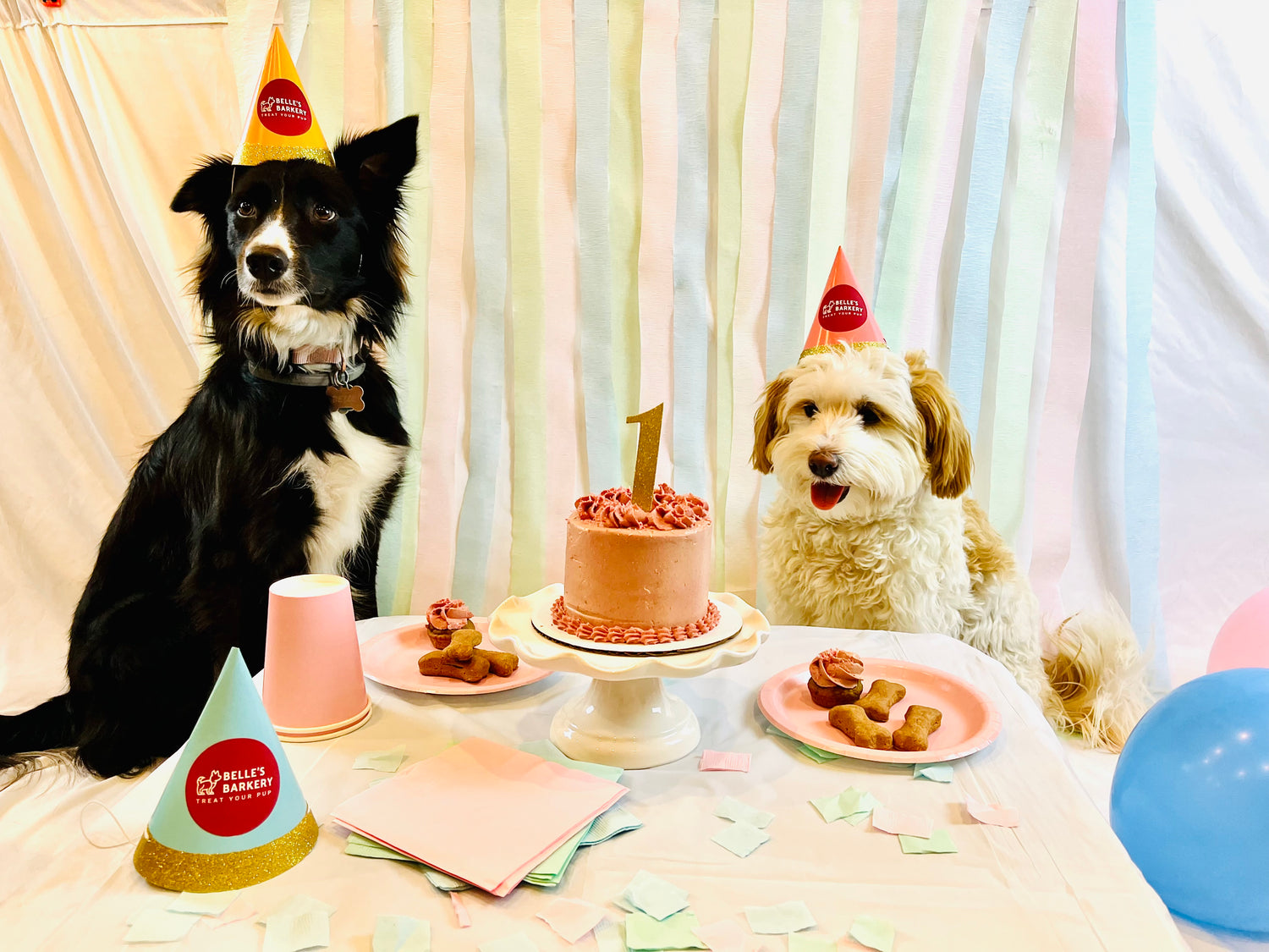 Two dogs celebrating a birthday party. Custom dog cake with number one gold glitter topper is in front of the dogs.