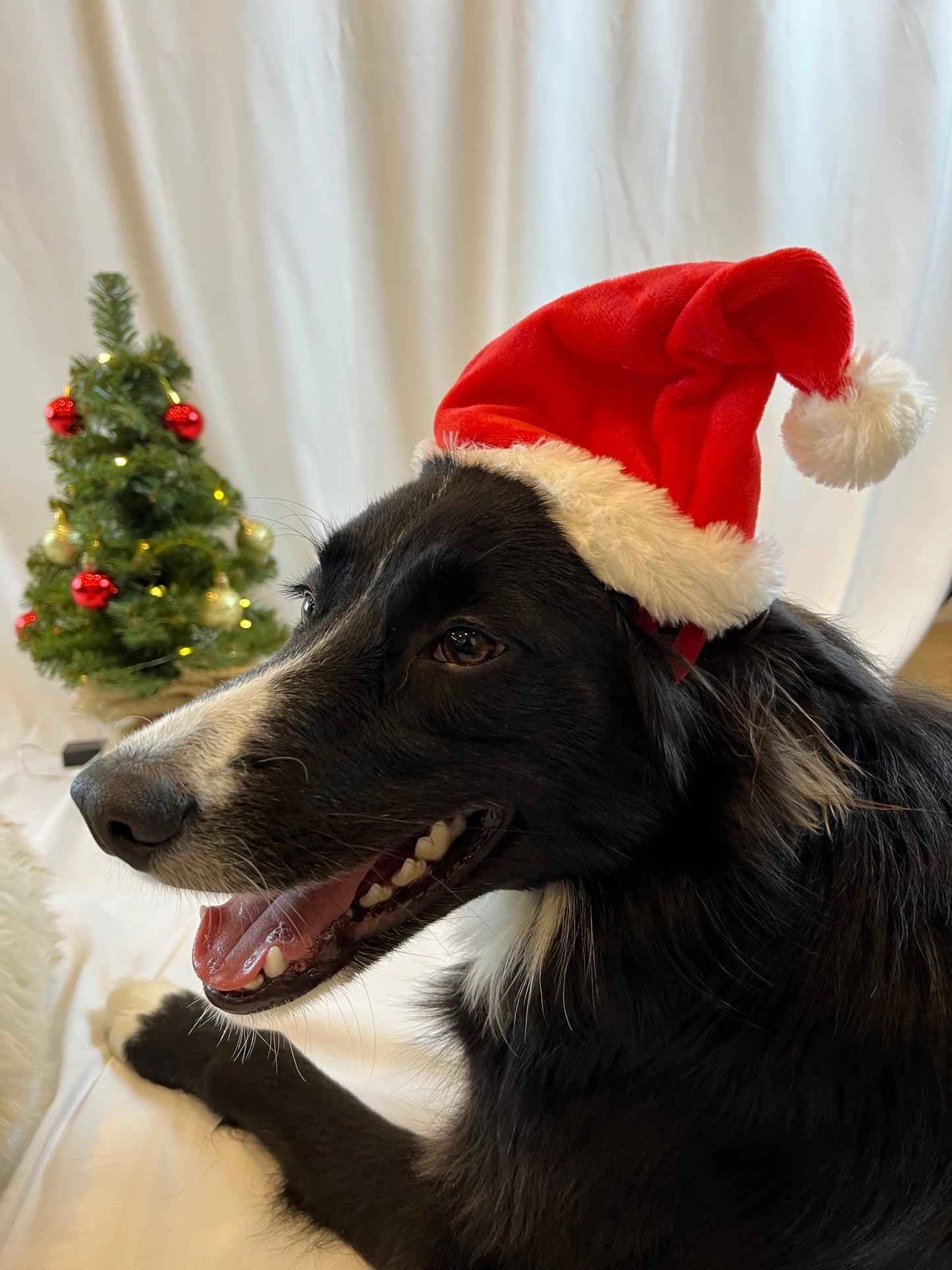 Medium size dog smiling in red santa dog hat.