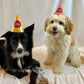Two dogs with birthday hats are shown with a dog goody bag filled with treats.