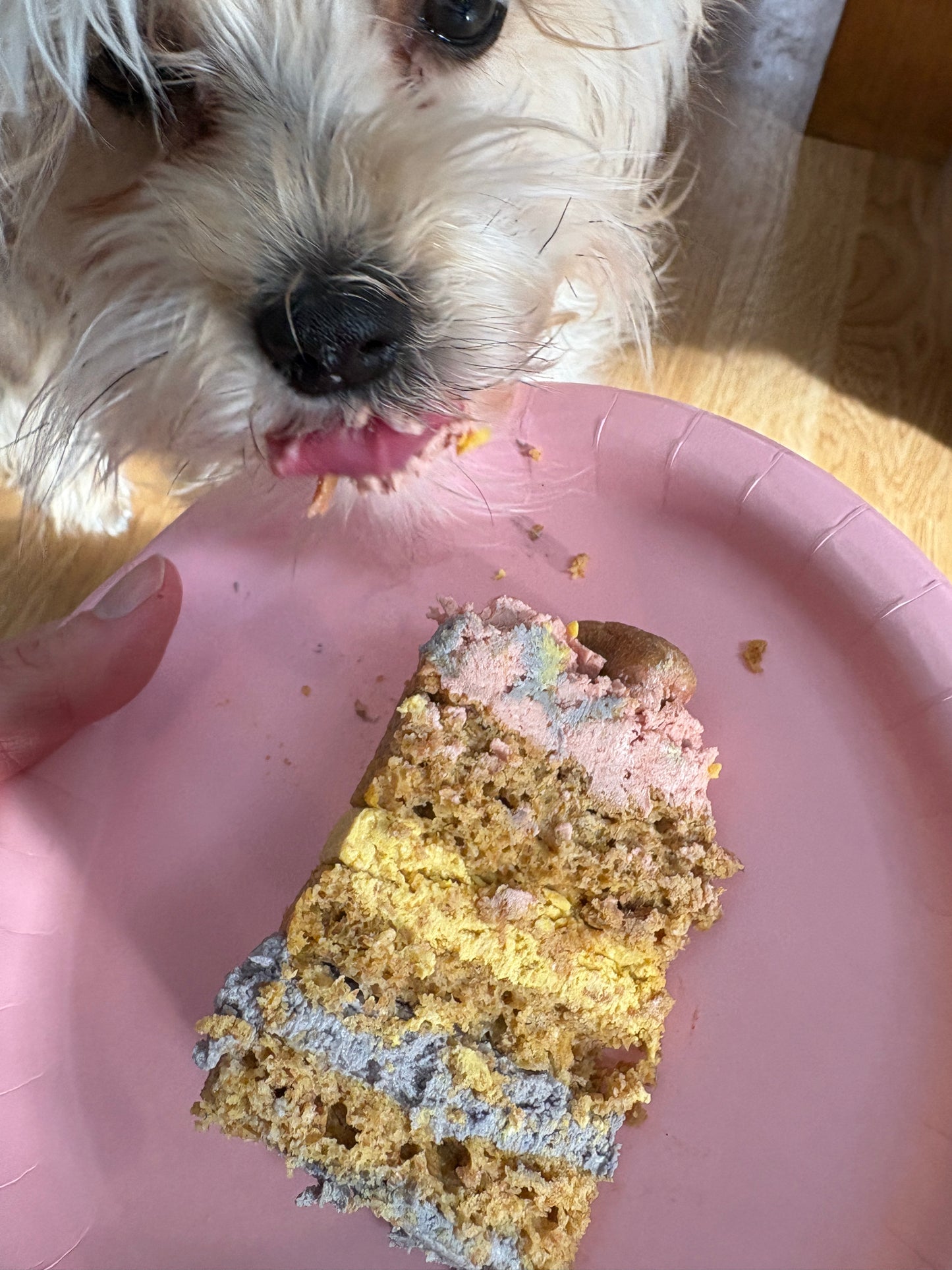 The Ultimate Celebration Cake for Dogs!