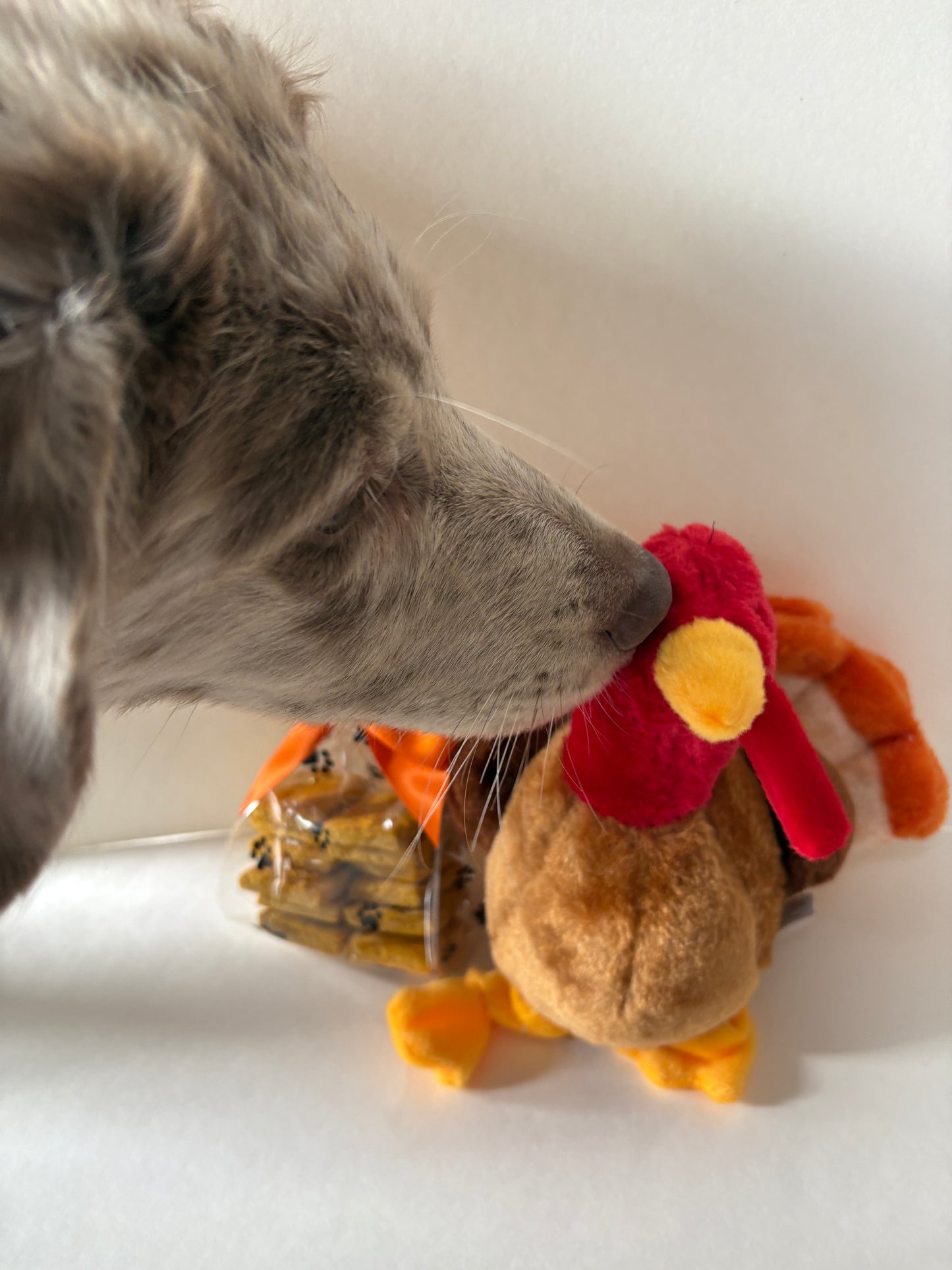 Turkey Dog Toy & Tasty Pumpkin Dog Treats