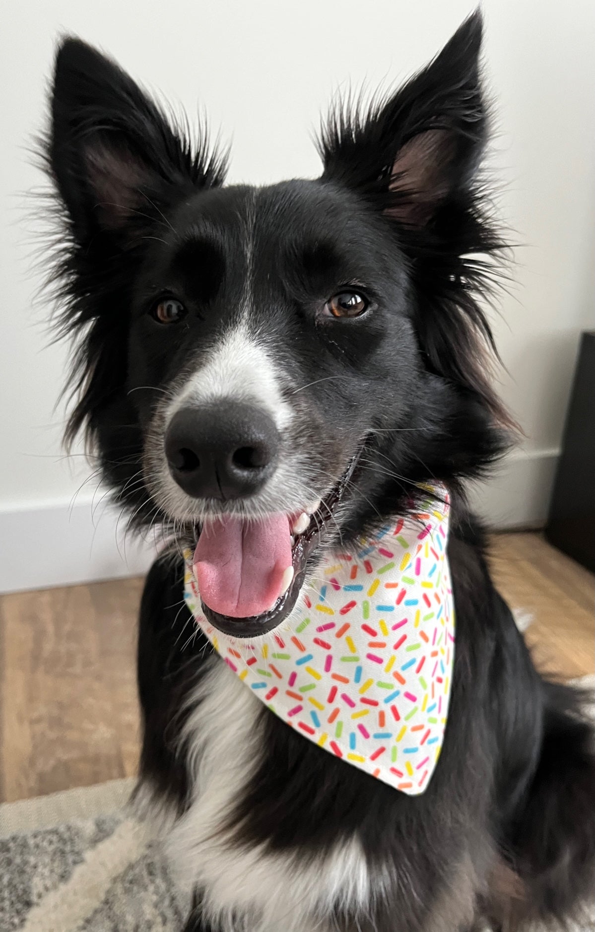 Sprinkles Bandana for Dog Birthday, Gotcha Day, or Celebration