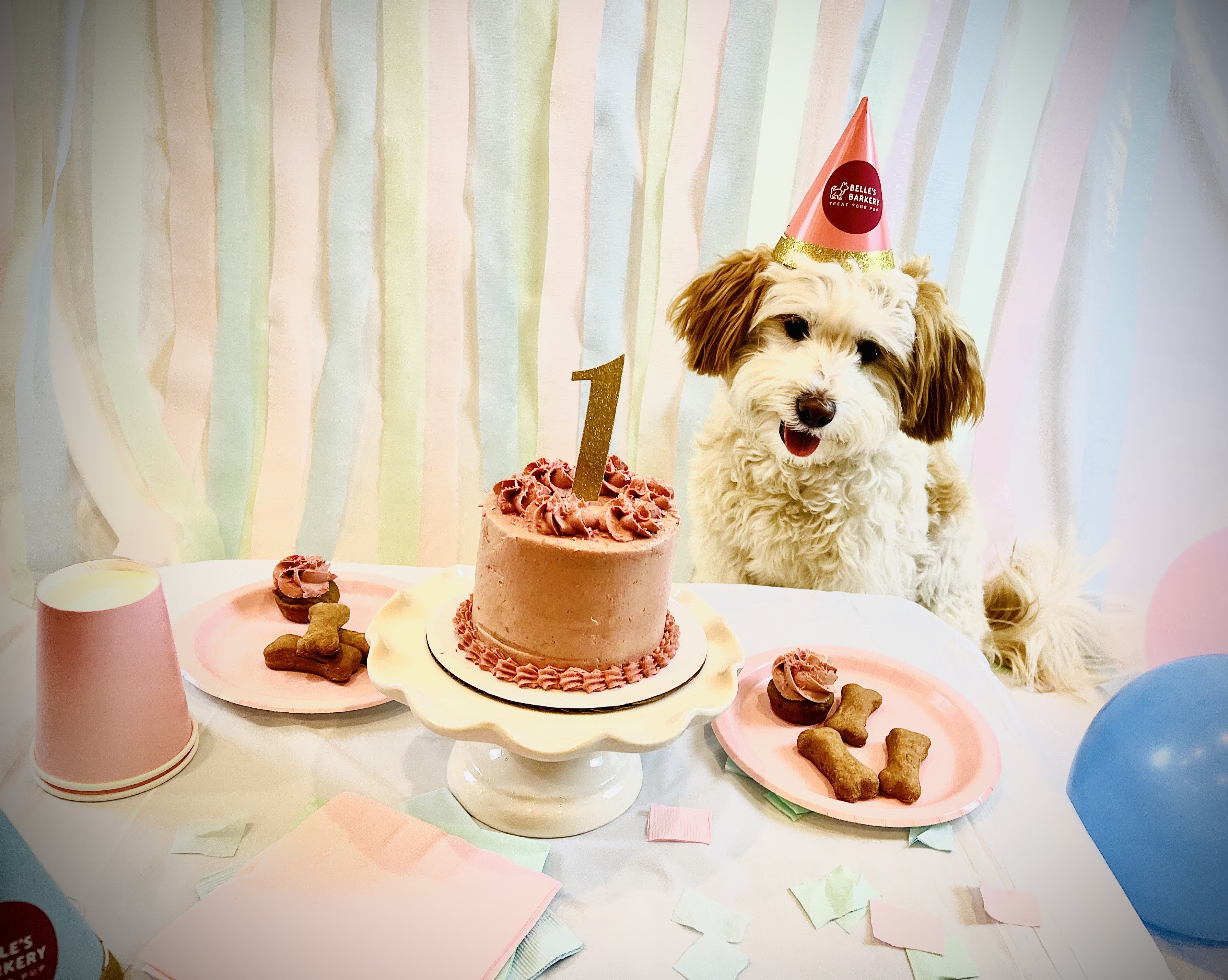 Cute fluffy dog having a birthday party with custom dog cake and birthday hat.