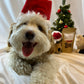 Small dog smiling with red santa dog hat. 