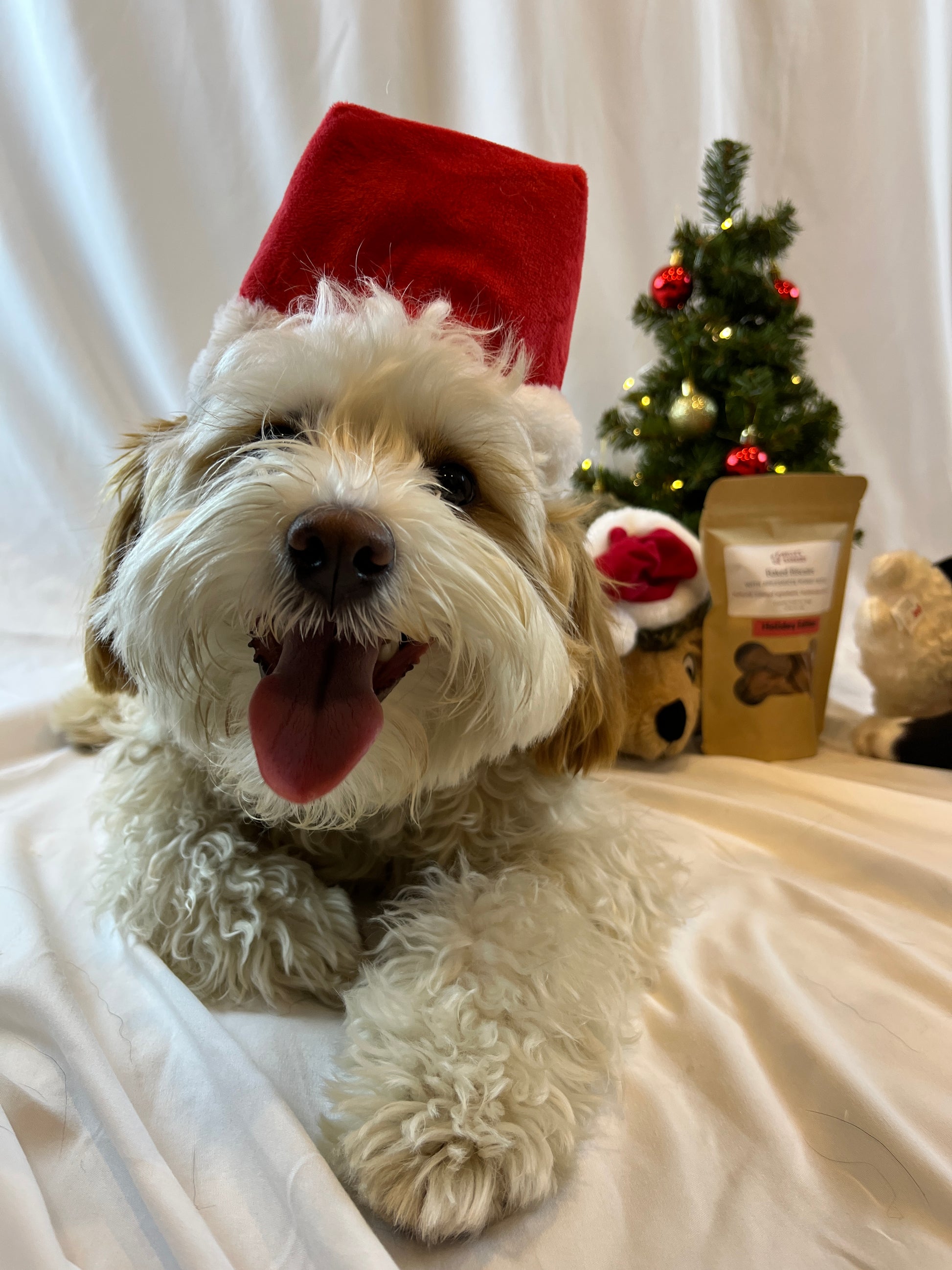 Small dog smiling with red santa dog hat. 