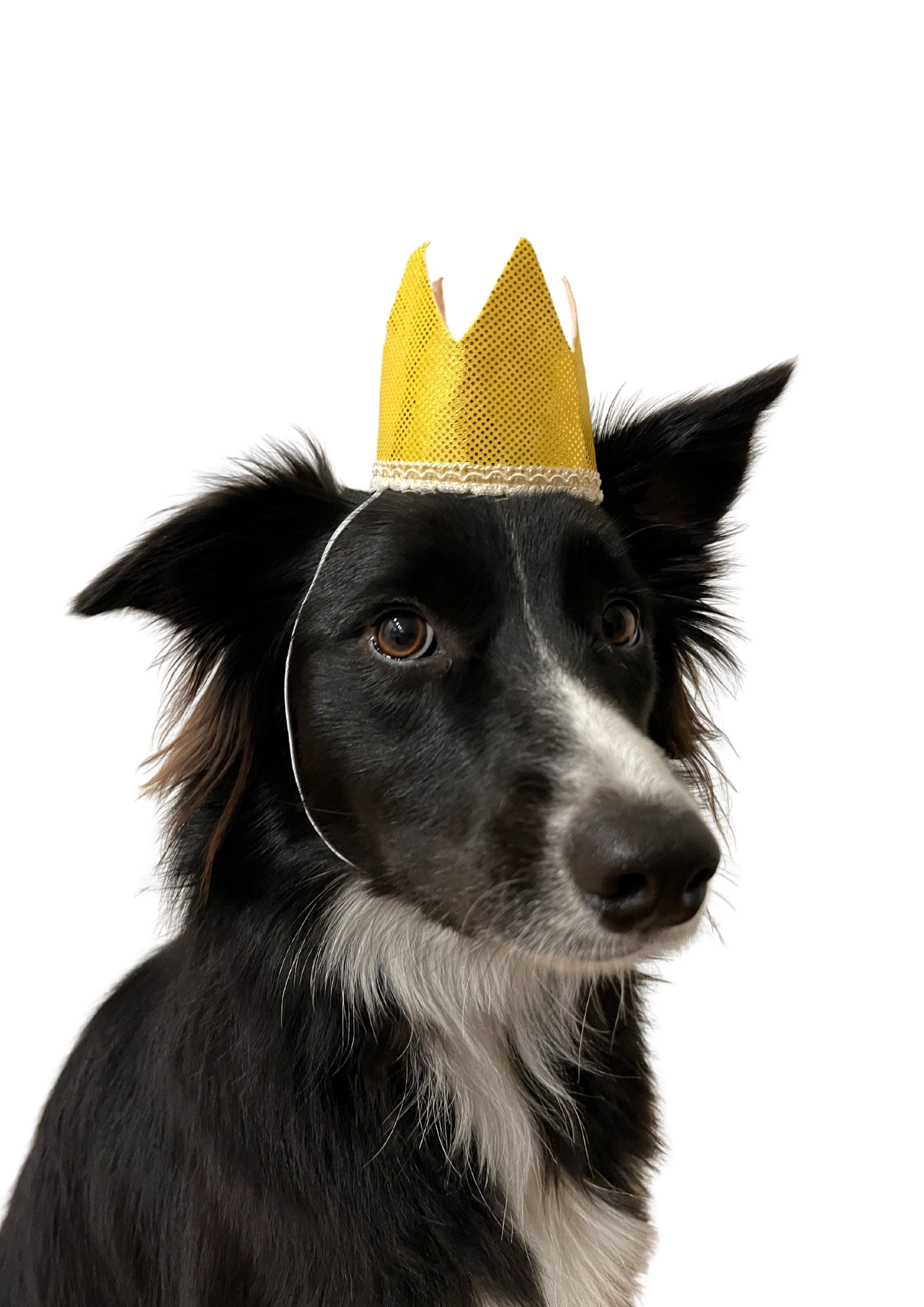 Dog posing in gold birthday crown made from felt.